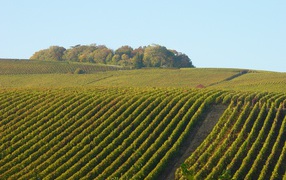 Поля  виноградников в провинции Шампань, Франция