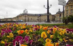 Цветочная клумба в Бордо, Франция