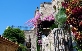 Цветы на курорте Эз, Франция