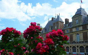 Цветы в Нормандии, Франция