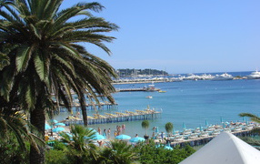 Пальма на фоне залива на курорте Антибы, Франция