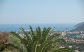 Palma on city background in resort Mandelieu la Napoule, France