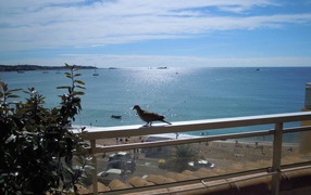 Голубь на балконе на курорте Порт Де Фрежюс, Франция