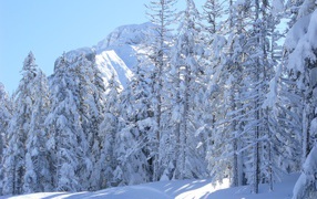 Заснеженные ели на курорте Виллар-де-Ланс, Франция
