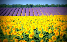 Подсолнухи в Провансе, Франция