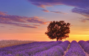 Дерево на фоне заката в Провансе, Франция