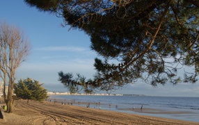 Дерево на пляже на курорте Ла Боль, Франция