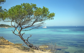 Дерево на пляже на Лазурном берегу, Франция