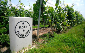 Сорт винограда на камне в провинции Шампань, Франция