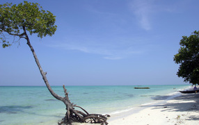 Красивое дерево на Андаманских островах