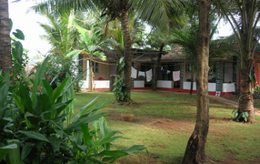 Красивые деревья в Бенаулиме