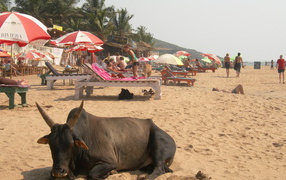 Корова на фоне туристов на пляже в Анджуне