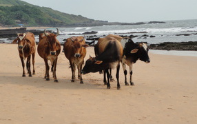 Коровы на пляже в Анджуне