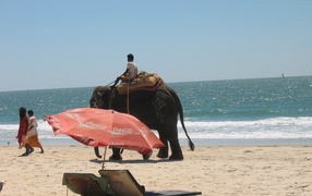 Слон на пляже в Бенаулиме