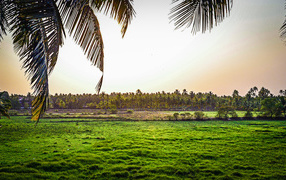 Поля на Гоа