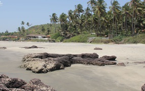 Пальмы на пляже в Ашвеме