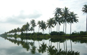 Palms in Alapuzha
