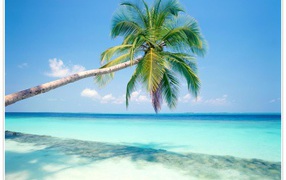 Пальмы в Гоа