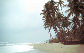 Высокие пальмы на пляже в Анджуне