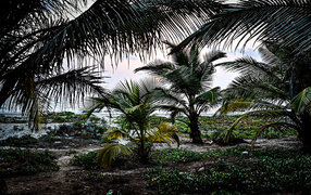 Растительность в Гоа