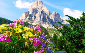 Альпийские цветы на горнолыжном курорте Сельва, Италия