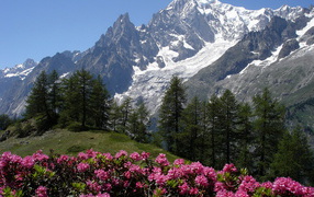 Цветы в горах на горнолыжном курорте Курмайор, Италия