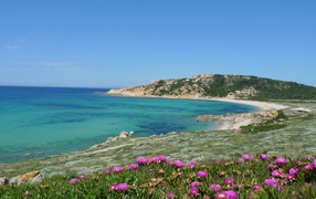 Flowers on the beach on the island of Sardinia, Italy