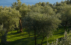 Оливковые деревья на фоне моря в Лигурии, Италия