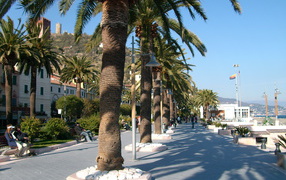 Palm trees on the promenade in the resort Noli, Italy
