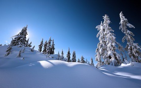 Snow-covered fir ski resort Sestriere, Italy