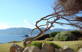 Tree against the bay in the resort of Villasimius, Italy