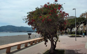 Дерево на пляже на курорте Сан Бартоломео Аль Маре, Италия