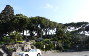 Деревья на побережье на курорте Бордигера, Италия