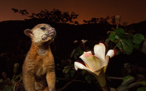 Великолепное Панама