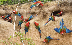 Birds in peru