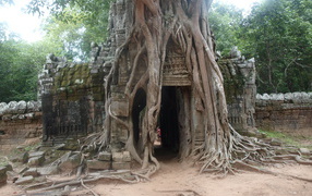 Арка в корнях дерева на курорте Чианг Рай, Таиланд