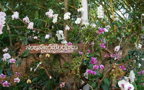 Botanical Garden in the resort of Chiang Mai, Thailand