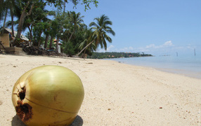 Coconut on the beach in Koh Samui, Thailand