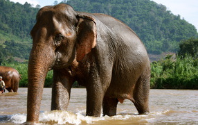 Elephant bathing in the resort of Chiang Rai, Thailand