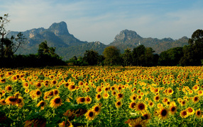 Field of sunflowers in the resort of Lopburi, Thailand