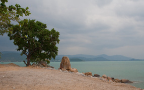 Одинокое дерево на пляже на курорте острова Ко Лан, Таиланд