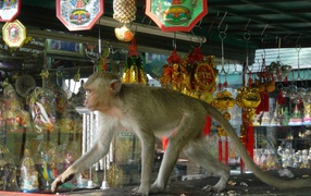 Monkey on the counter at the resort Lopburi, Thailand
