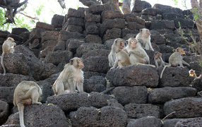 Monkeys on the rocks at the resort Lopburi, Thailand