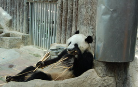 Panda in a zoo in the resort of Chiang Mai, Thailand