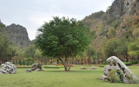 Tree in a park in the resort of Cha-am, Thailand