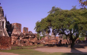 Дерево в храме на курорте Аютайя, Таиланд