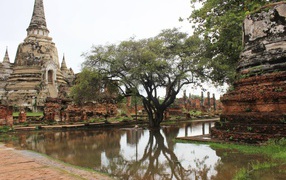 Дерево в воде на курорте Лопбури, Таиланд