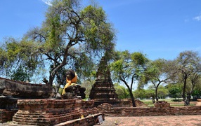 Trees amid the ruins of a temple at the resort Ayuthaya, Thailand