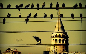 Pigeons on wires in Istanbul
