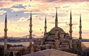 Seagulls in Istanbul